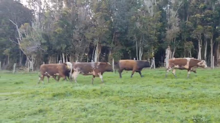 Lote 22 Ternero en Ancud, X Región Los Lagos