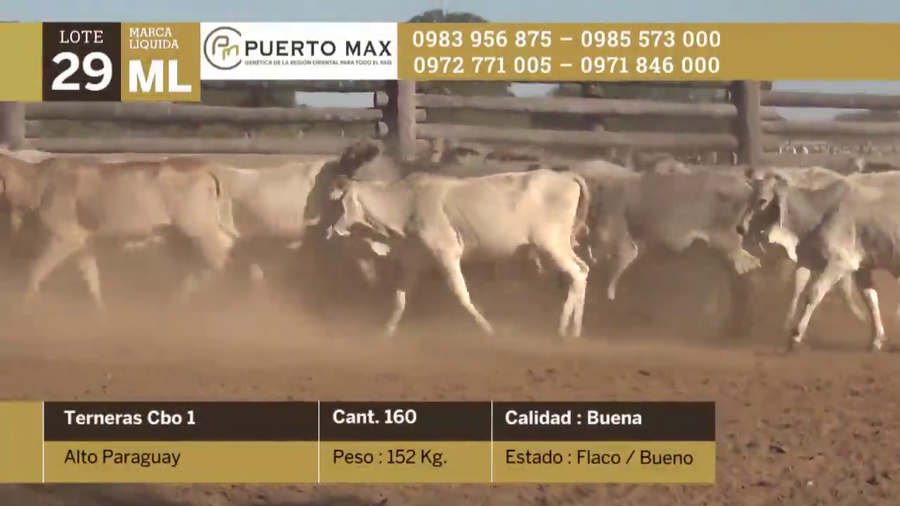 Lote Terneras hasta 170 kg