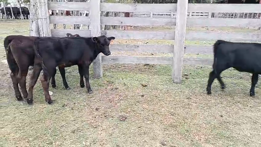 Lote 9 Terneros a remate en Pantalla Camy - Aniversario 31 Años 90kg - , San José