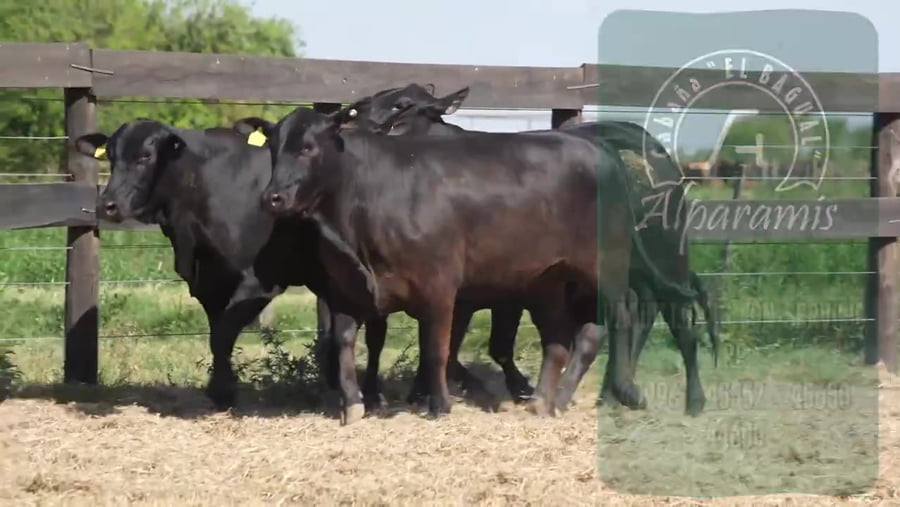 Lote Vaquillona con servicio