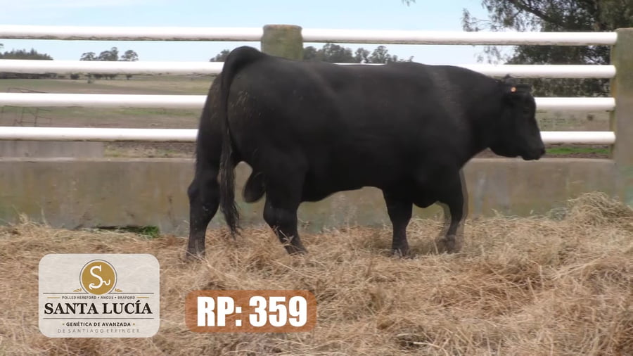 Lote Angus