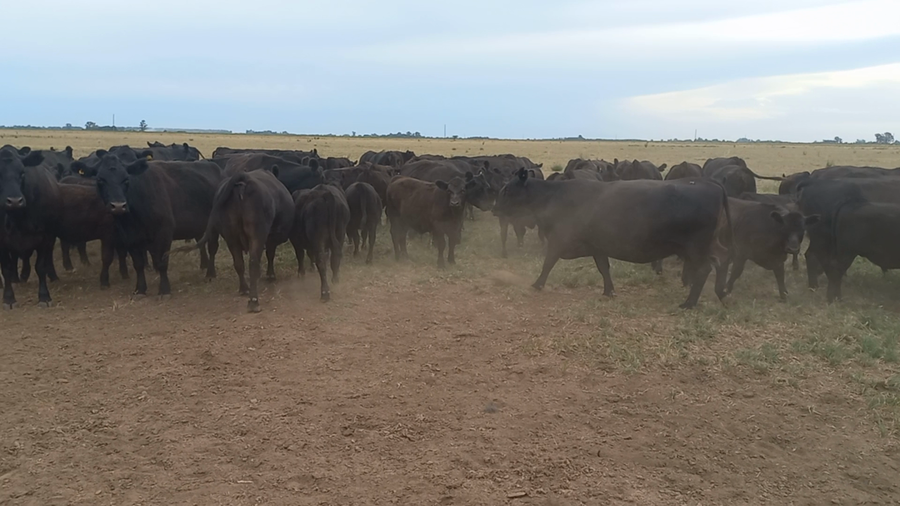 Lote 75 Terneros en Chivilcoy