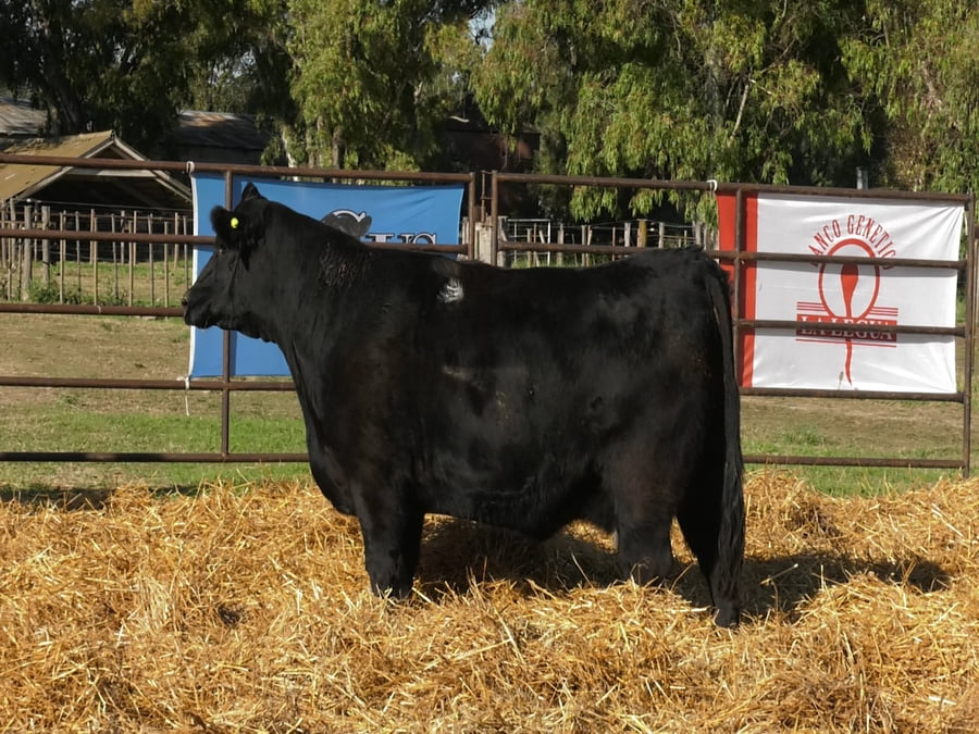 Lote VAQUILLONAS ANGUS  PP