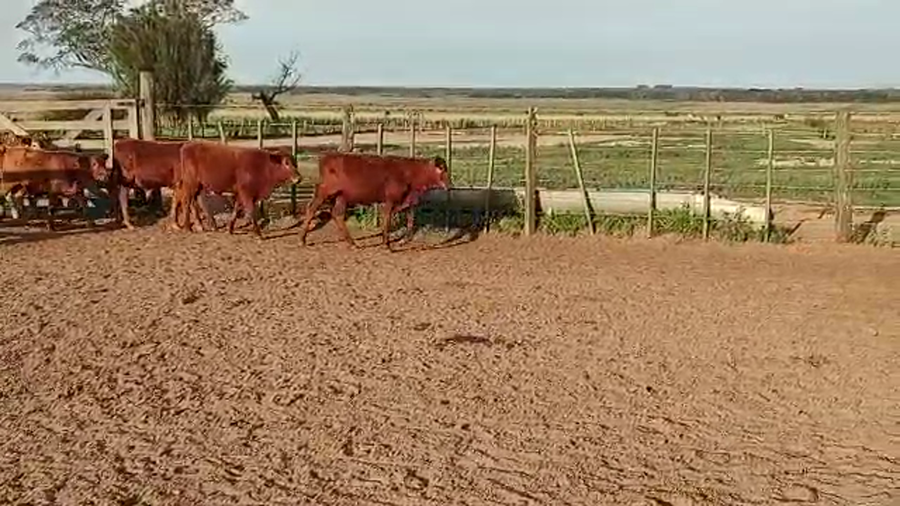 Lote 72 Terneros/as en Santo Tomé, Corrientes