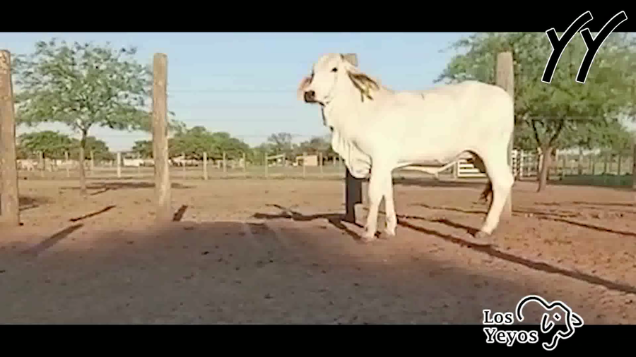 Lote VAQUILLA P/SERVICIO