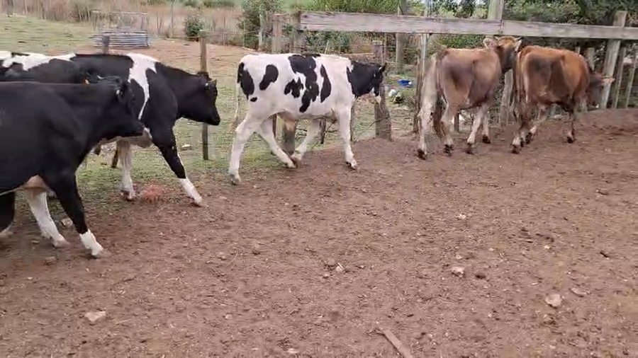 Lote Novillos holando y pardo suizo