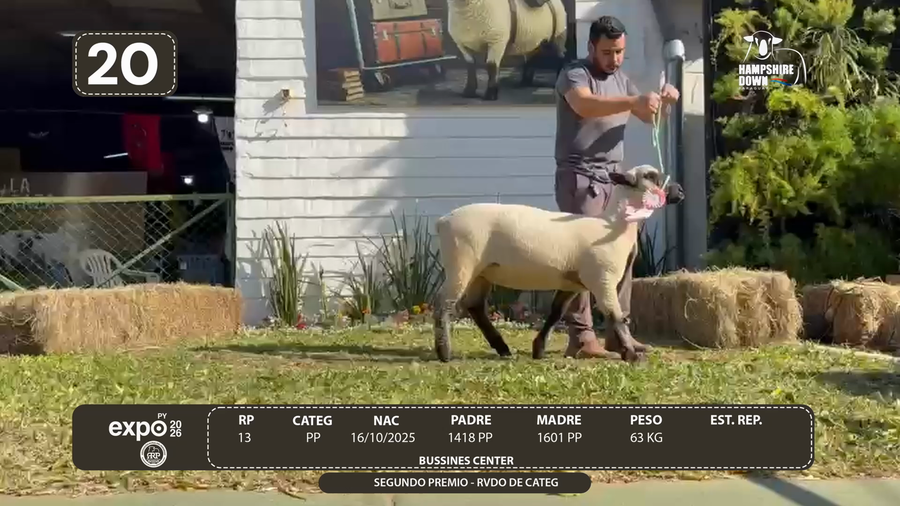 Lote LOTE 20 - BOZAL
