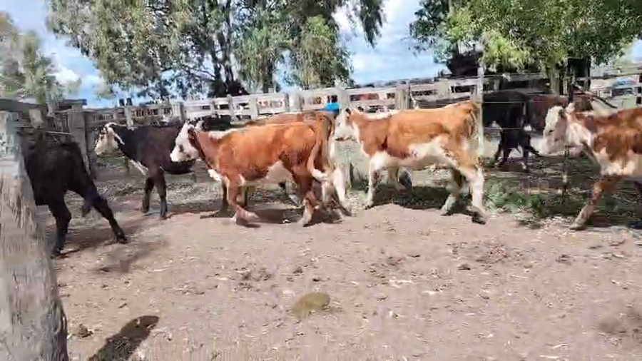 Lote 7 Vaquillonas  a remate en Pantalla Camy, San José