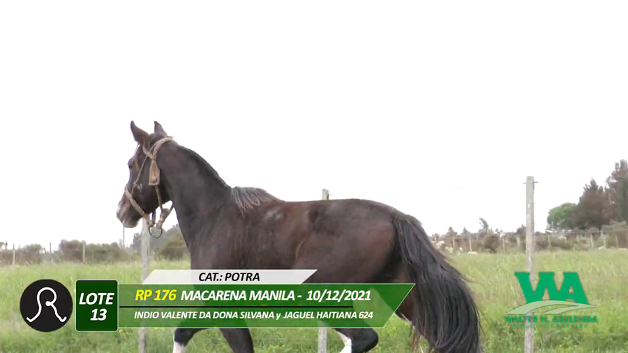 Lote MACARENA MANILA