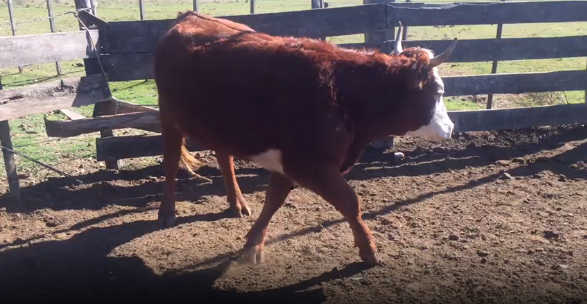 Lote 1 Vaquillonas en Soriano