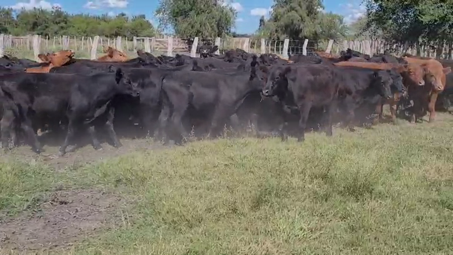 Lote 50 Novillitos en Villaguay, Entre Ríos