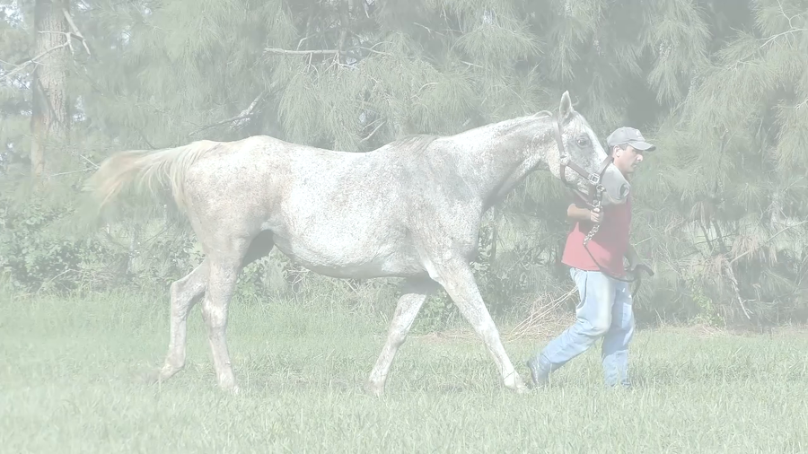 Lote . SEPARADORA (EXCHANGE RATE – SEMBLADORA)  Preñez por HIPPER HAPPY