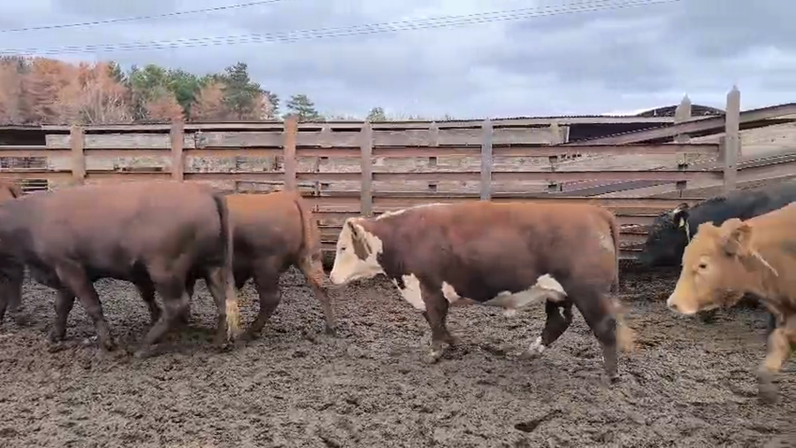 Lote 20 Novillo Gordo en Los Ángeles, VIII Región Biobío