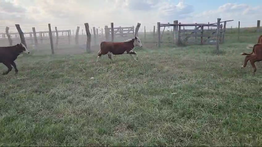 Lote 60 Terneros en Corrientes, Paso de Los Libres
