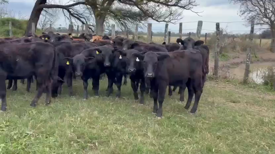 Lote 60 Terneras