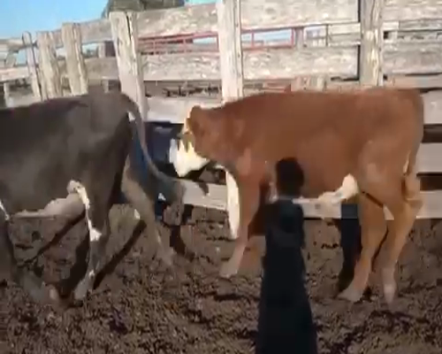 Lote 80 Terneros en Perugorría, Corrientes