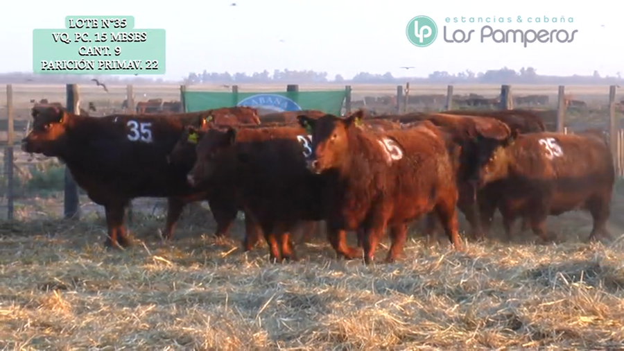 Lote VAQUILLONAS P.C. 15 MESES - PREÑADAS - PARICION PRIMAVERA