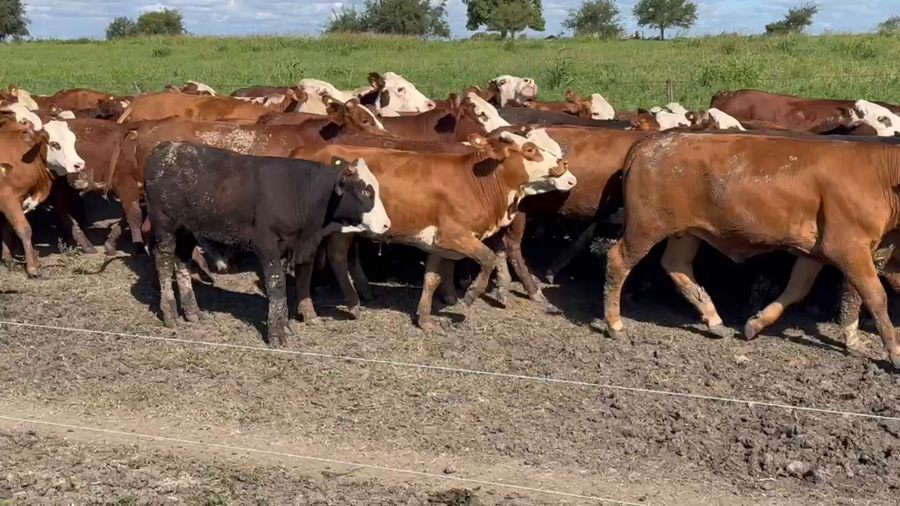 Lote 100 Terneros/as en Maciá, Entre Ríos