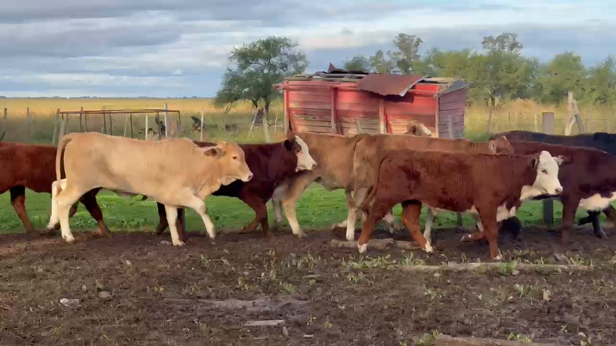 Lote 80 Terneros/as en Corrientes, Bonpland