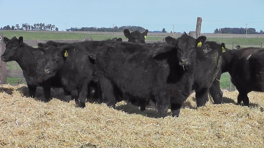 Lote Vaquillonas Negras Preñadas