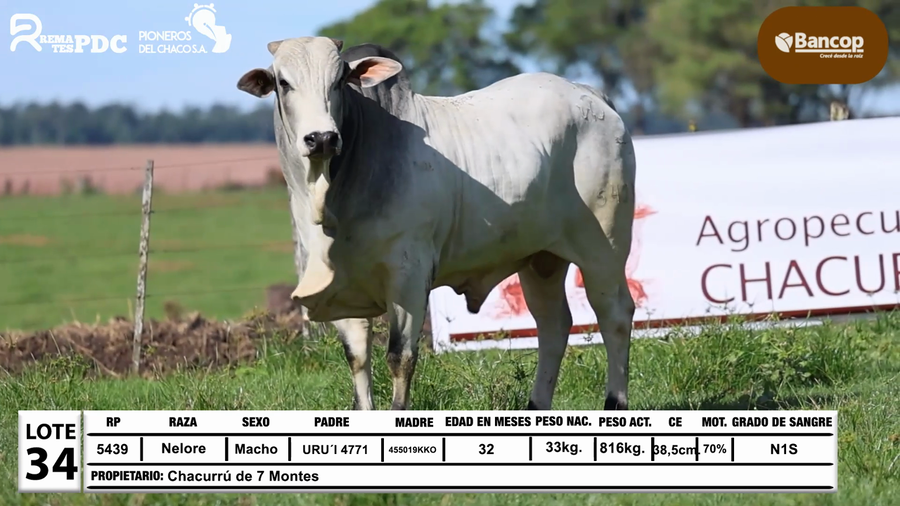 Lote Lote 34