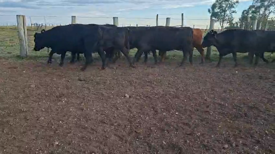 Lote VACAS PREÑADAS