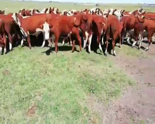 Lote 60 Terneros/as en Villaguay, Entre Ríos