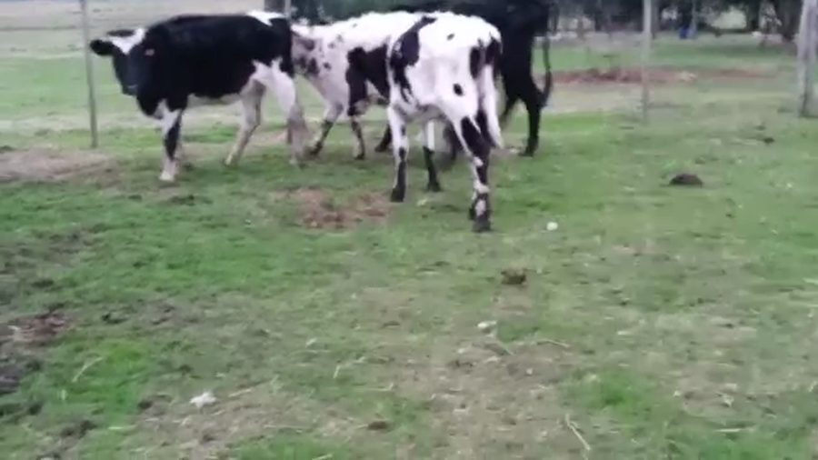 Lote 2 Piezas de cría HOLANDO a remate en PANTALLA CAMY 380kg - , San José