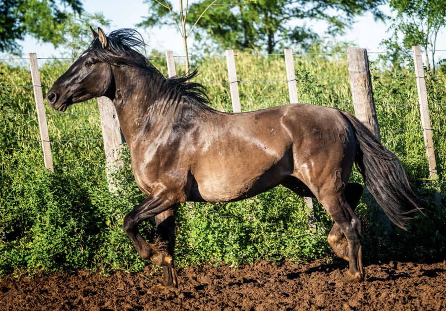 Lote DEL OESTE MOSQUERO