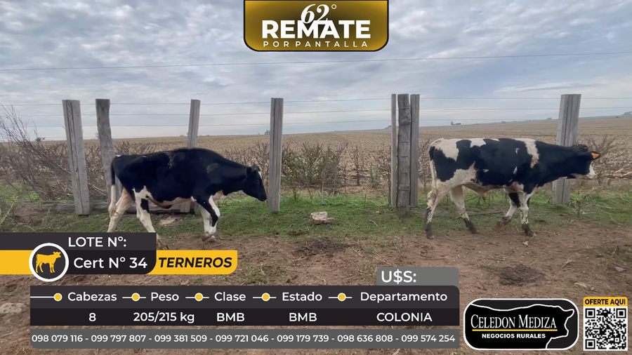 Lote 8 Terneros en  La Horqueta, ruta 21 Colonia