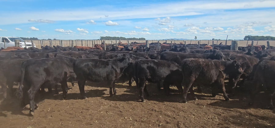 Lote 73 Terneras en Tandil