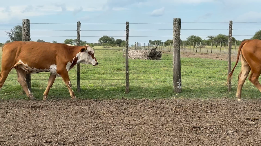 Lote 50 Novillos en Corrientes, Curuzú-Cuatiá