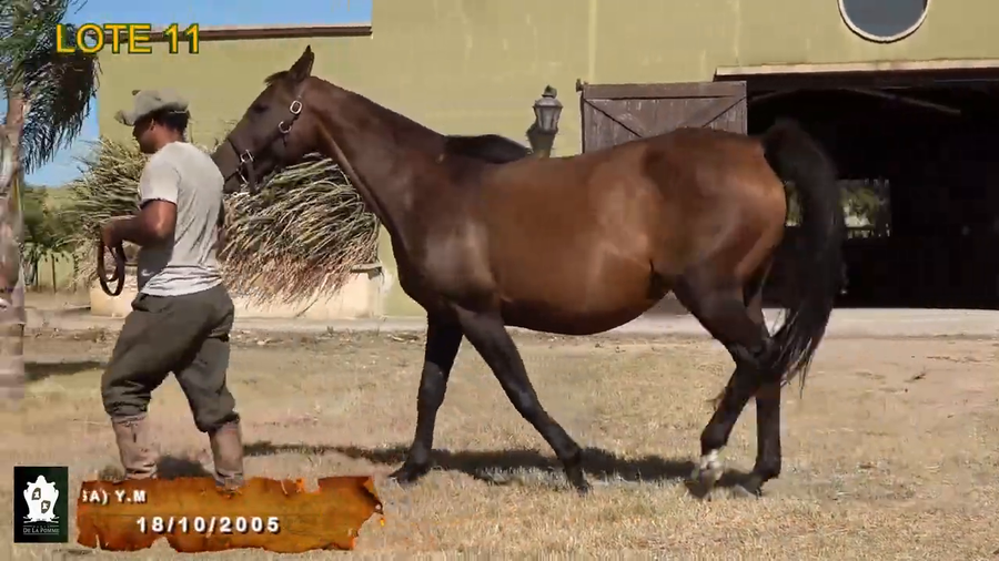 Lote Lonely Champ (Usa)
