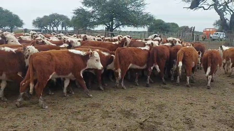 Lote 110 Terneros La Paz - Entre Rios