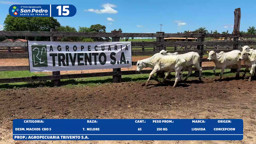 Lote LOTE 15