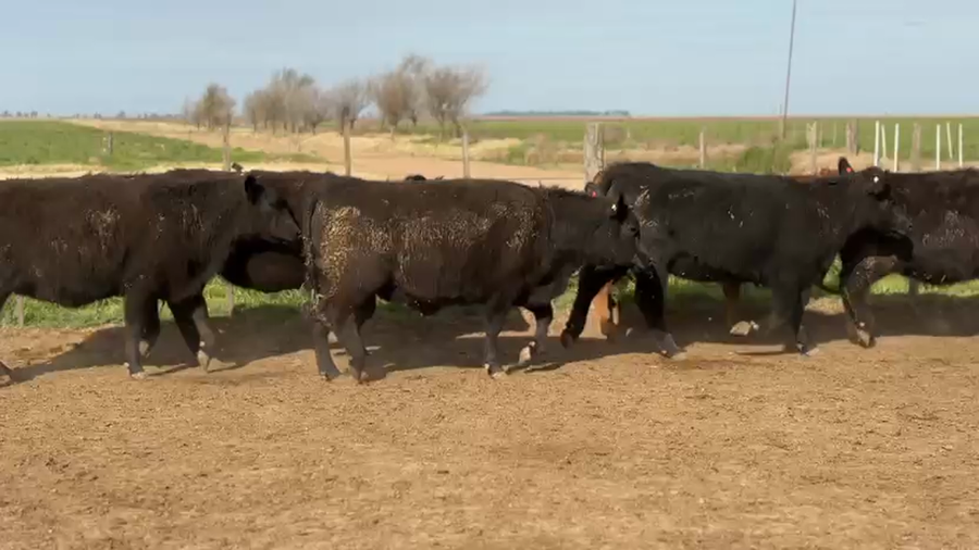 Lote 160 Vaquillonas