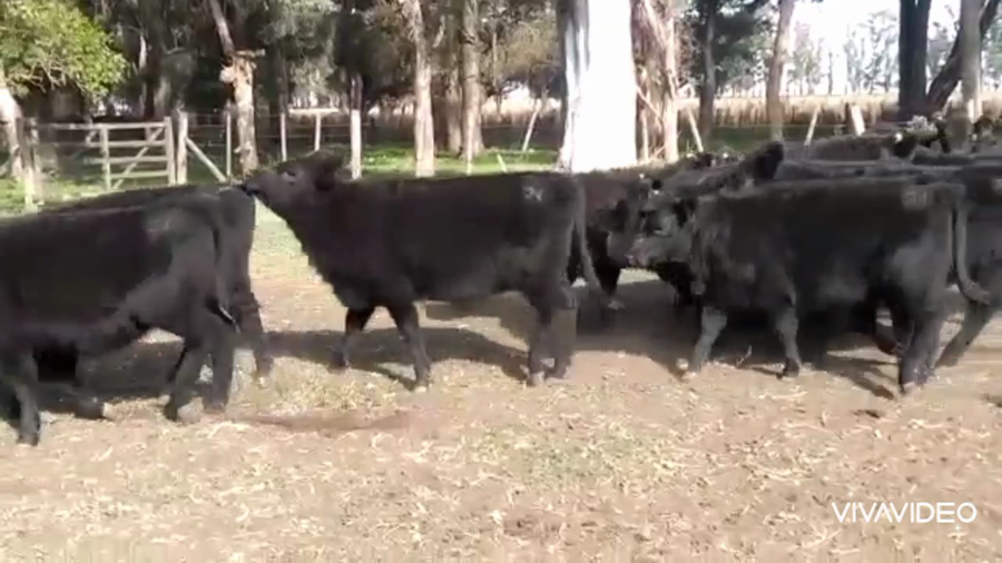 Lote 70 Terneros/as en Tapalqué, Buenos Aires