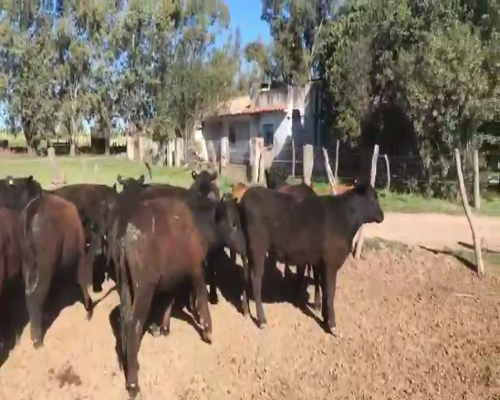 Lote 50 Terneras en Embajador Martini, La Pampa