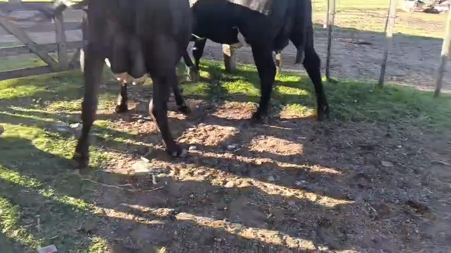 Lote 2 Vaquillonas Proximas a remate en Pantalla Camy - Aniversario 31 Años, San José