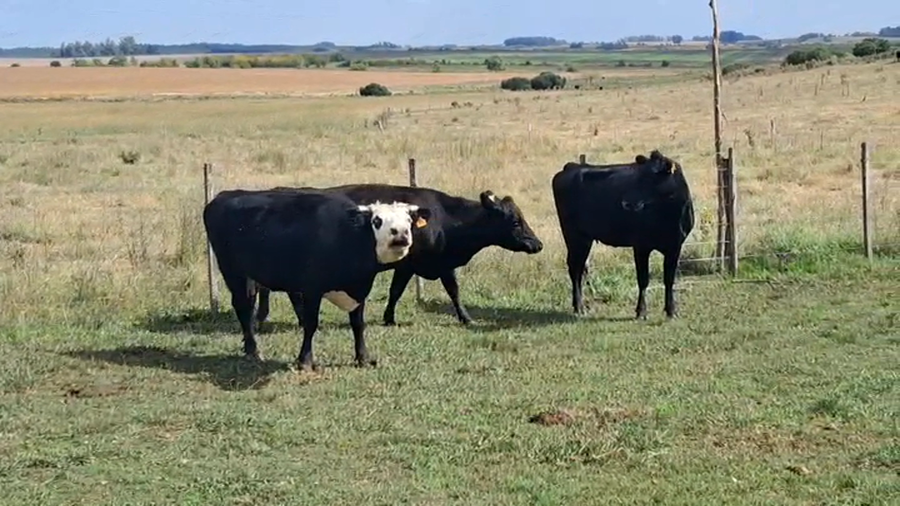 Lote VACAS DE INVERNADA