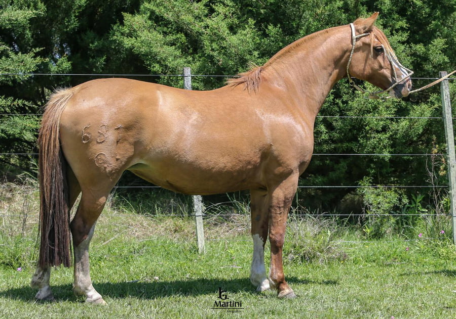 Lote Te Tengo Vista Caraguatá