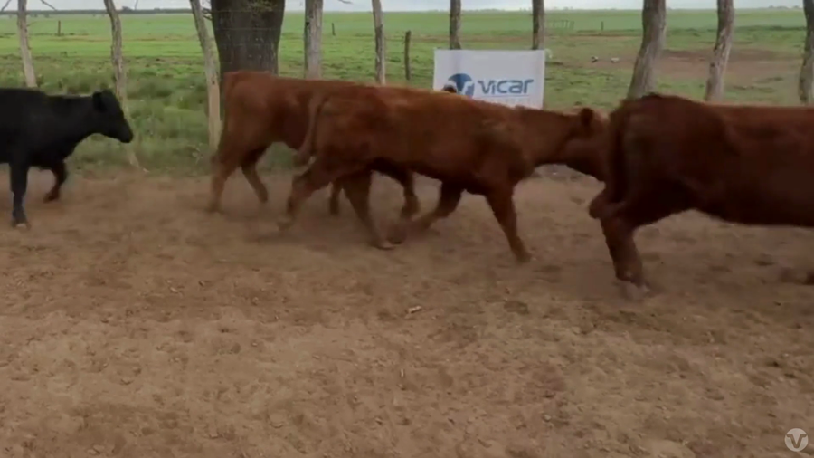 Lote 62 Terneras