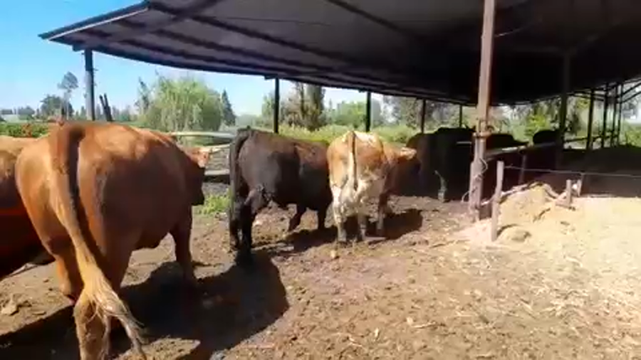Lote 45 Novillo Gordo en Linares, VII  Región Maule