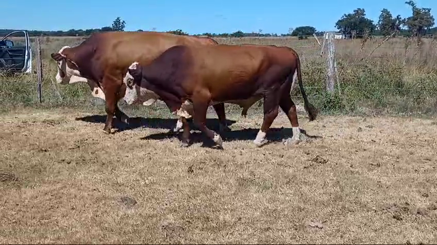 Lote 6 Toros de invernar