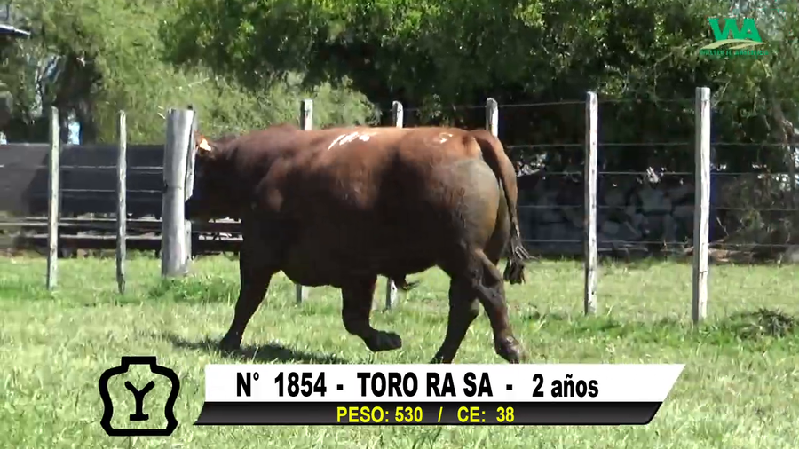 Lote TORO Nº 1854
