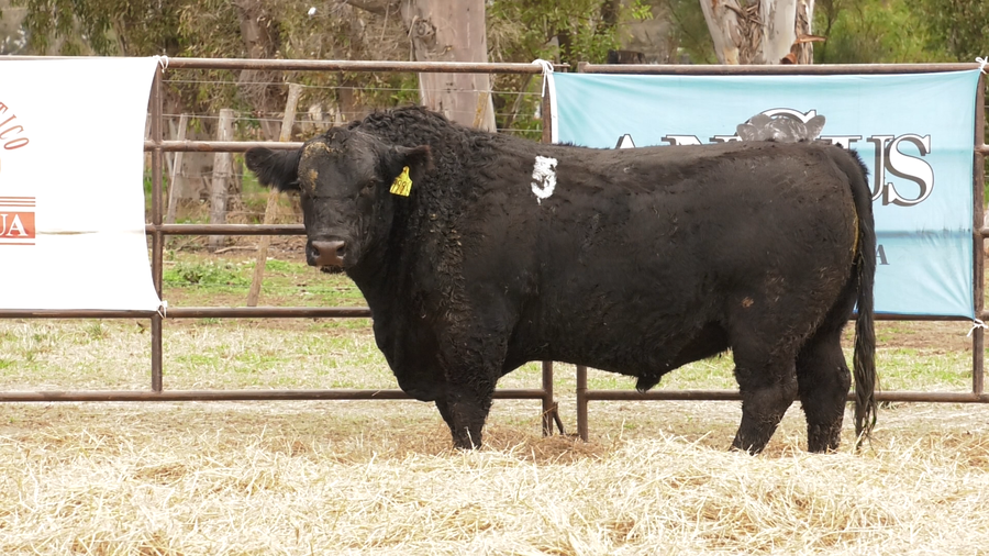 Lote TOROS ANGUS NEGROS  PC