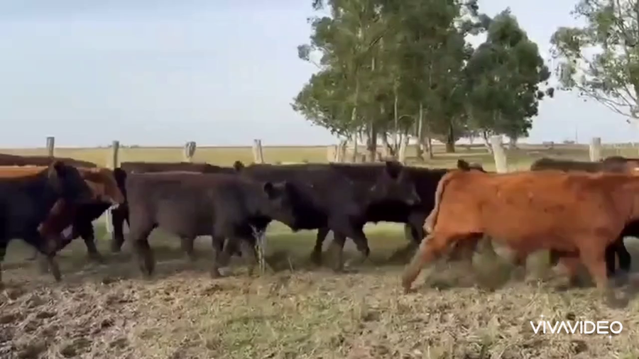 Lote 62 Terneros en Concordia, Entre Ríos