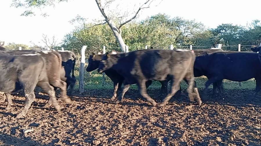 Lote 18 Vacas de invernar