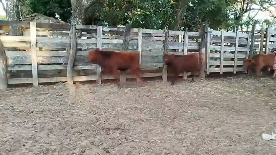 Lote 130 Terneros/as en Corrientes, San Cosme