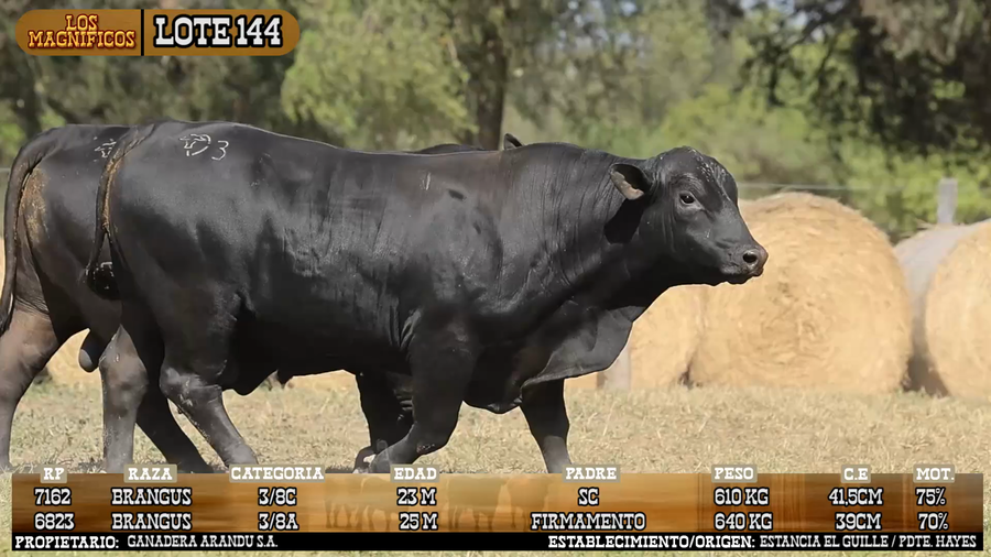 Lote LOTE 144 - VIVO